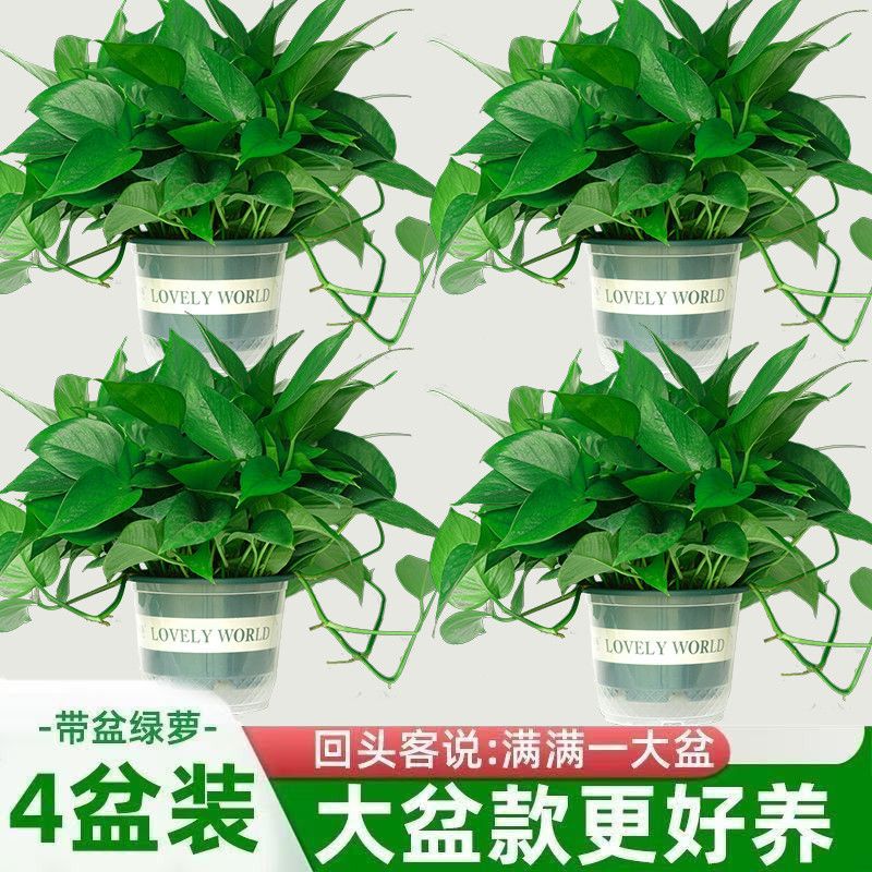大叶长藤绿箩盆栽批发新房吸除甲醛室内净化空气绿植物客厅吊兰花