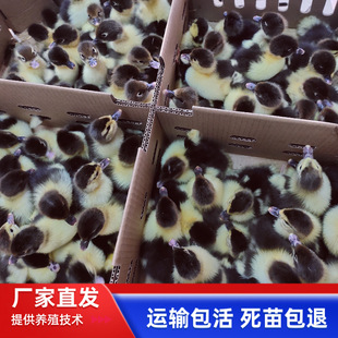 ���l��N�ڷ�������������㺵������������������һ���g������