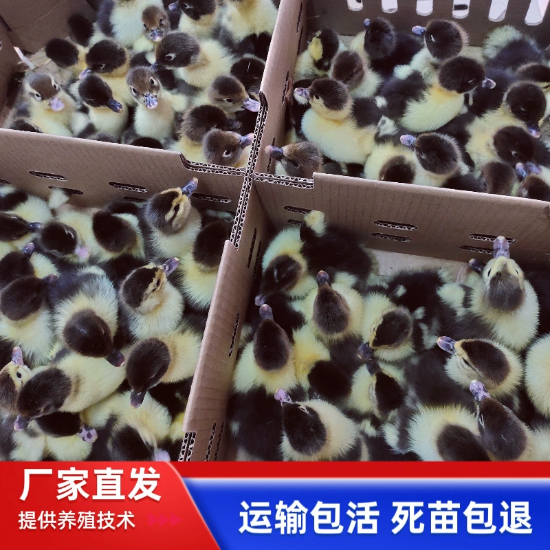 Оптовая продажа крупных черных утят, африканских гусей, домашних уток, мясных утят черного утиного породы, цыплят на один день с вакциной в комплекте.