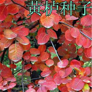 �²ɻ��N��/�S���N��/����N��/����/���~��N�� ��ľ�N�� ������