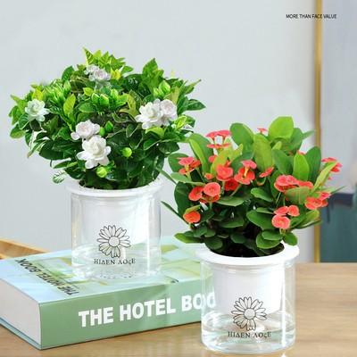 치자나무 + 호랑이가시나무(좋은 아침 화분) + 영양액