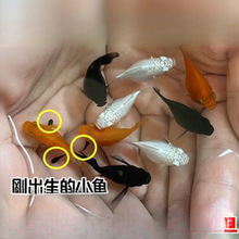 �������~ ̥���~ Ƥ���~ �Ꭷ�~ ���ֺ��B�~ �����~���]����Ԕ��