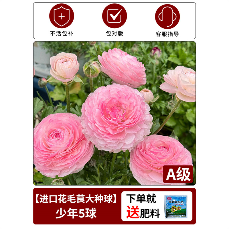 Anemone bulbs] 1 piece for teenagers