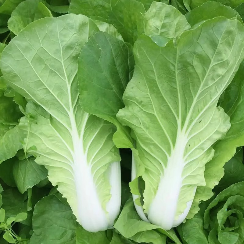 Creamy cabbage seeds seeds four seasons southern vegetables autumn…