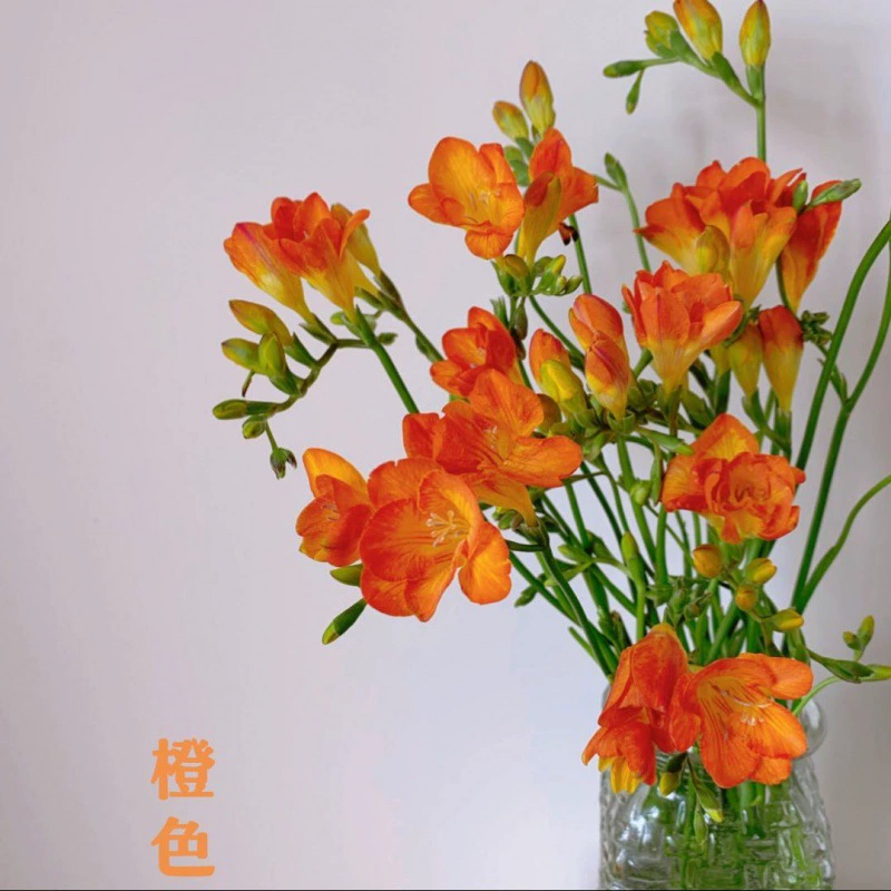 Двойной лепесток Ароматный снег Орхидея шар балкон цветок двор культивирование почвы Four Seasons легко выращивать цветы Прямая оптовая продажа с фабрики