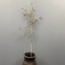 ɫϵзֲ滨ٻ𶹶  Pβ cb