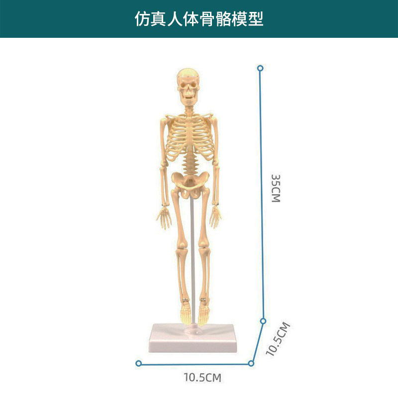 人体系列【17件装骨骼模型】TXL-117-袋装