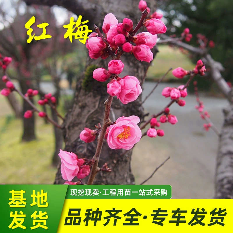 Красная Слива рассада база оптом озеленение Украшенные Цветы и деревья двор посадка декоративных растений морозостойкие сливы