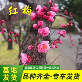 红梅树苗木基地批发园林绿化点缀花木庭院种植观赏植物耐寒梅花树