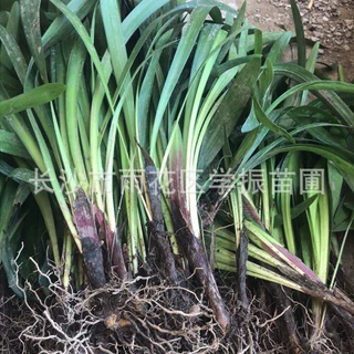 苗圃直批 阔叶麦冬草 麦冬草 耐践踏 麦冬草批发 各类 花草 小苗