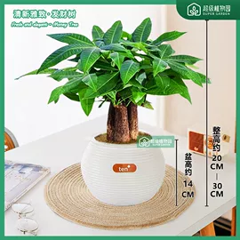 栽培基质;盆栽;营养液