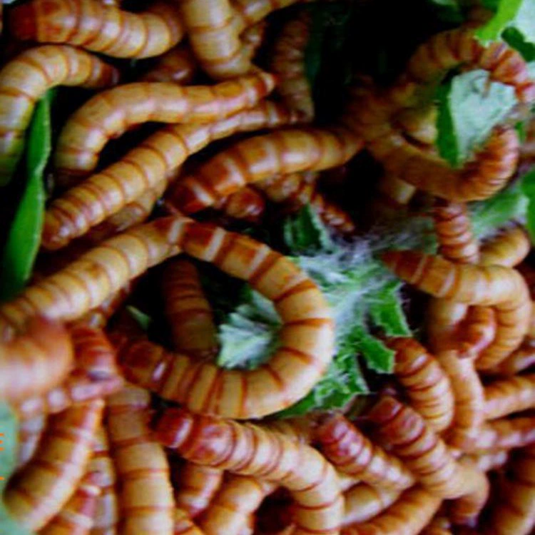 Желтое порошковое насекомое, живое насекомое, желтое порошковое насекомое, свежее живое насекомое, желтое порошковое насекомое, корм для живой домашних животных, ароматы, различные кормы для домашних животных