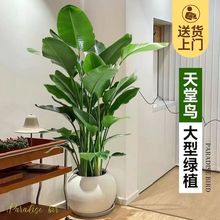 天堂鸟大型绿植客厅室内盆栽北欧风吸甲醛乔迁大盆植物鹤望兰