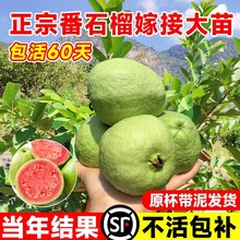 番石榴树果苗红心芭乐树苗南方种植庭院盆栽地栽四季果树当年结果