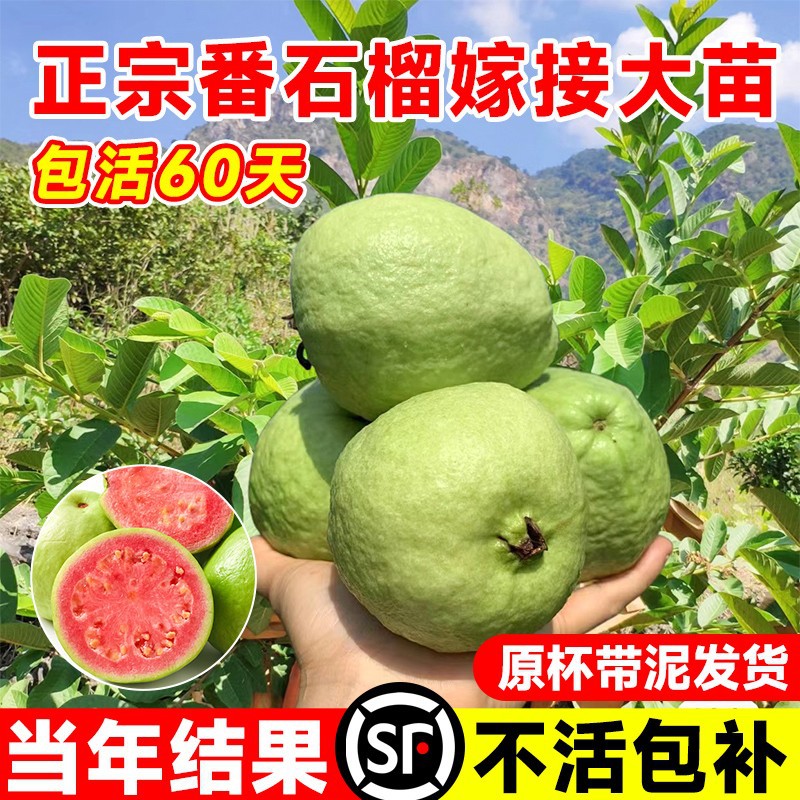 番石榴树果苗红心芭乐树苗南方种植庭院盆栽地栽四季果树当年结果