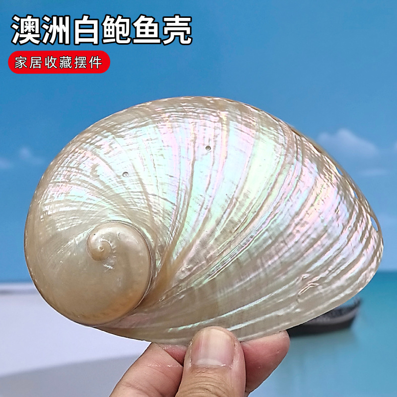 Natural Sea Shells, Australian White Abalone Shells, Photo Props, Fish Tank Landscaping Decorations, Wholesale Natural Sea Shells, Australian White Abalone Shells, Photo Props, Fish Tank Landscaping Decorations, Wholesale