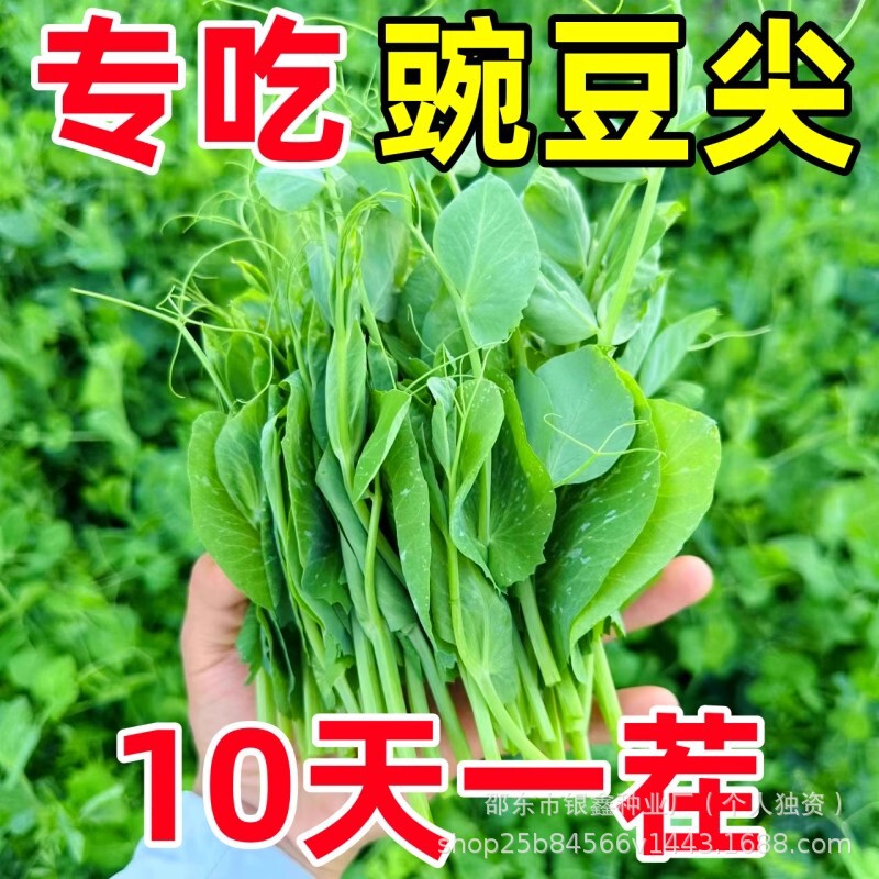 No Need for Pea Seedlings, Sugar Snap Peas, Pea Tips Seeds, Sprout Seeds, Original Four-Season Vegetable Seeds Collection