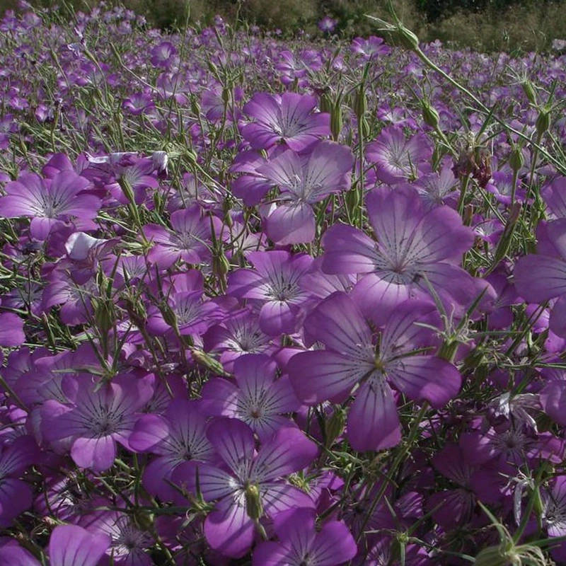 Оптовая продажа высококачественных травянистых семян цветов Maixianweng семена декоративных растений садовые цветы легко сажать