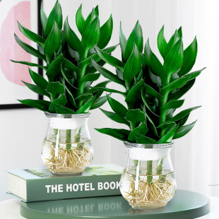 �^�����F��ˮ��ֲ������ܾGֲ�G�}�҃������D�\�񎧻�ƿ���B