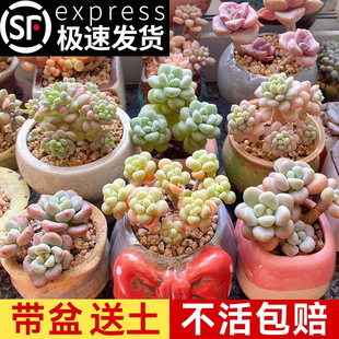 ����ֲ��С�������F�����Ϙ����^��Ҋ���ֵ�����X���N��