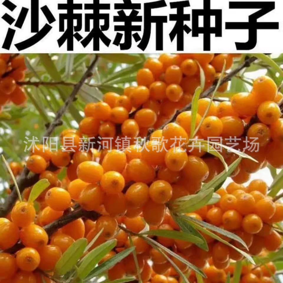 Семена облепихи шип завод Облепиховая кислота семя шипа семена облепихи