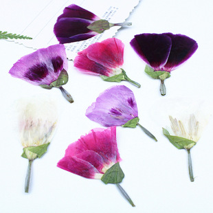 Ancient rare small dried flower embossed diy material wholesale plant specimen flower real flower cross-border mobile phone case bookmark