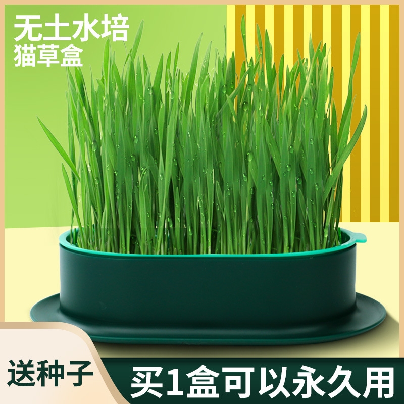 New Cat Grass Hydroponic Box Wheat Seed Seedling Tray Soilless Hydroponic Catnip Cat Snacks