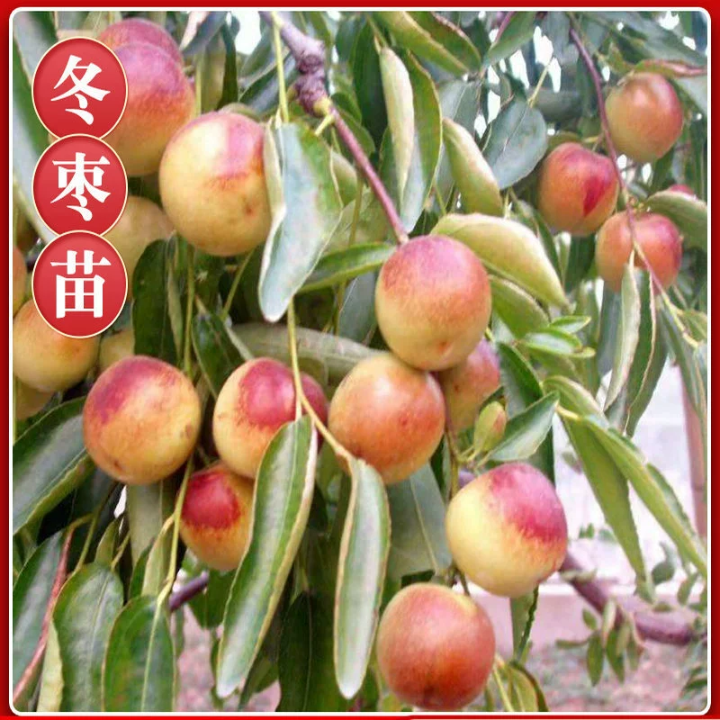 Дунзао саженцы прививки Чжаньхуа Дунзао саженцы ранние Хрустящие король мармелад саженцы посадка фруктовых саженцев на юге и севере года