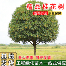 ��Ʒ�𻨘��箔���_��������ͥԺ�e�����ԸߗU�����Դ���ι�