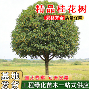 ��Ʒ�𻨘��箔���_��������ͥԺ�e�����ԸߗU�����Դ���ι�