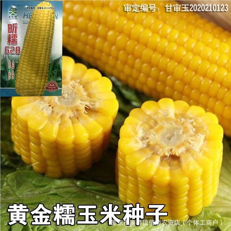 昕糯628黄玉米籽甜加糯玉米种子早熟糯粘非转基因口感佳