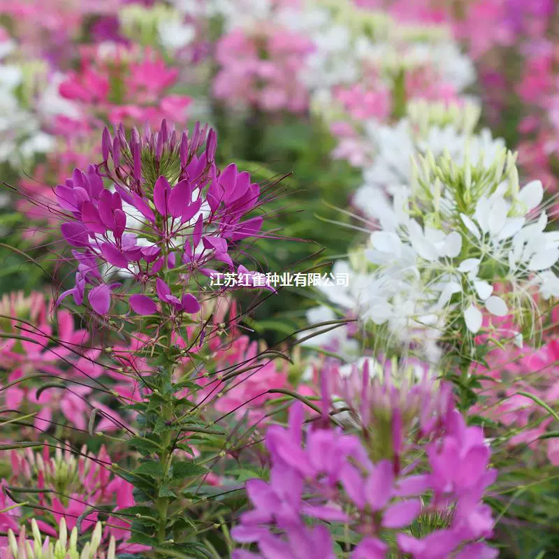 Пьяный цветок бабочки Многолетний Космос Цинния Семена цветов Студент Опыт посадки Семена оптом Петушиный гребень Пиретрум