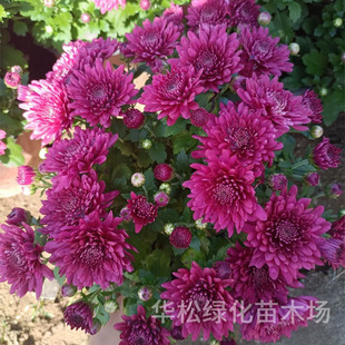 National Day Chrysanthemum Potted Seedlings Festival Decoration Landscape Frost-Resistant Florals and Green Plants Engineering Greening Cold-Resistant Multi-Color Thousand-Headed Chrysanthemums