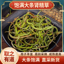 长白山肾精草茶干石韦养生神经草黄金草茶伟肾正品野嗷嗷叫泡茶喝