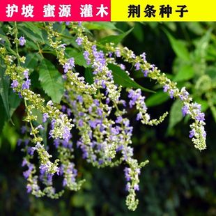 �²��G�l�N���G�l��N����Դֲ���G�l���N�Ӷ��G���S���ӹ�ľ