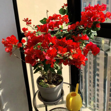 �ڻ�����÷�����Ϙ��ͺ�����ֲ���ذ��ļ��_������ͥԺ�^�����̨