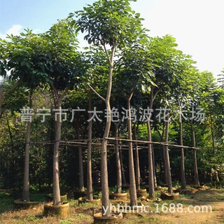 广东全冠紫花风铃木 20分 假植苗花蕾含苞待放红花风铃红花风铃木