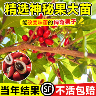Mystery Fruit Tree Seedlings Yunnan Fruit Tree Seedlings Potted Fresh Fruit Dried Fruit Seedlings All Year Round Balcony Courtyard South and North