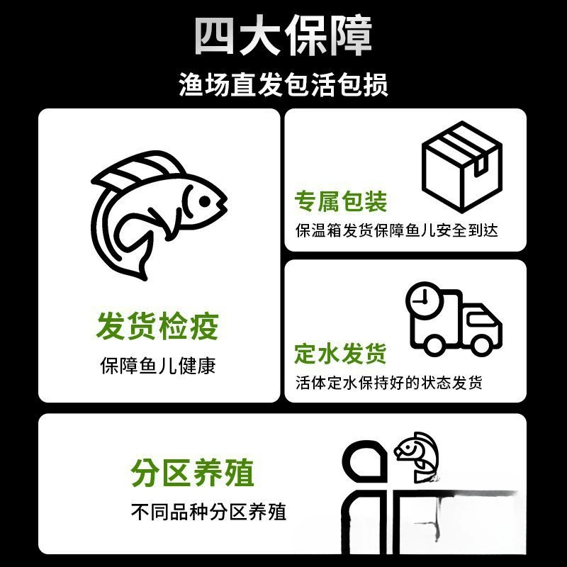 Саженцы холодноводной рыбы Yulan Shoujian, живая рыба, мелкая пресноводная, хорошее кормление, живая рыба Lili, Manlonfish