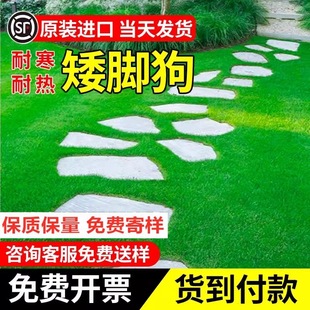 Parking Space Lawn Seeds All Year Round Evergreen Low Parking Space Lawn Seeds Ryegrass Bermudagrass Lawn Seeds