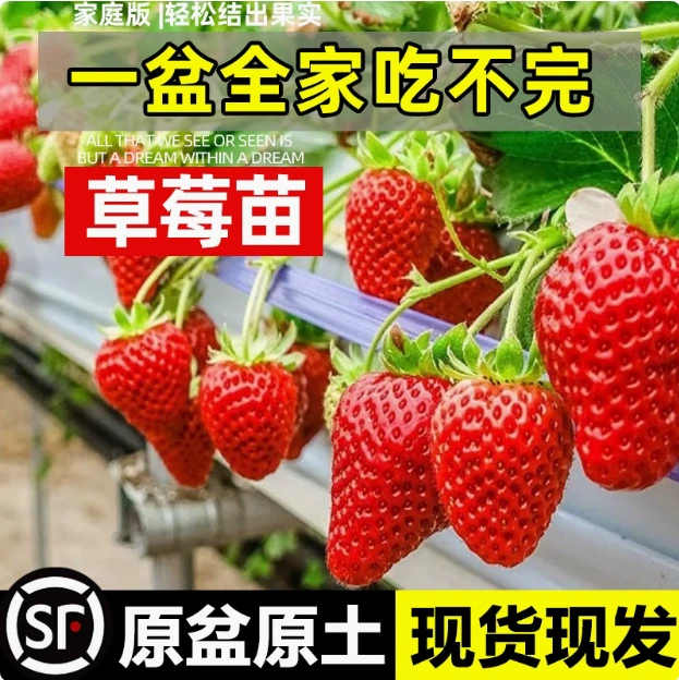 Четырехсезонные клубничные рассады, кремово-красные клубничные рассады, тепличные посадки клубничных растений в горшках, новые рассады с почвенными фруктовыми рассадами в том же году.