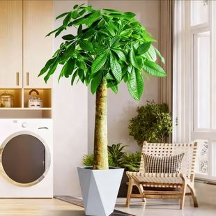 �lؔ��͏d����ֲ�������k���҃Ⱥ��B��ؔ������՚�Gֲ�_�Iֲ��