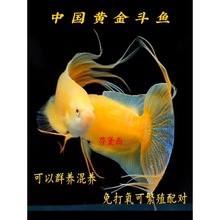 中国黄金斗鱼玄黄活鱼免打氧淡水冷水观赏鱼好养耐活懒人鱼免加温