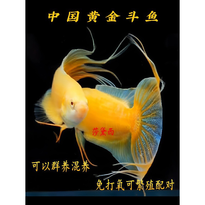 中国黄金斗鱼玄黄活鱼免打氧淡水冷水观赏鱼好养耐活懒人鱼免加温