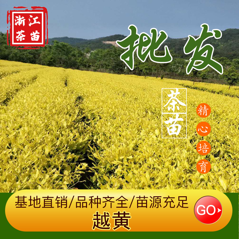 越黄1号茶苗龙井黄茶叶苗无性繁殖扦插苗品种正宗黄金茶树苗