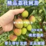 无核盆栽妃子笑地栽荔枝树