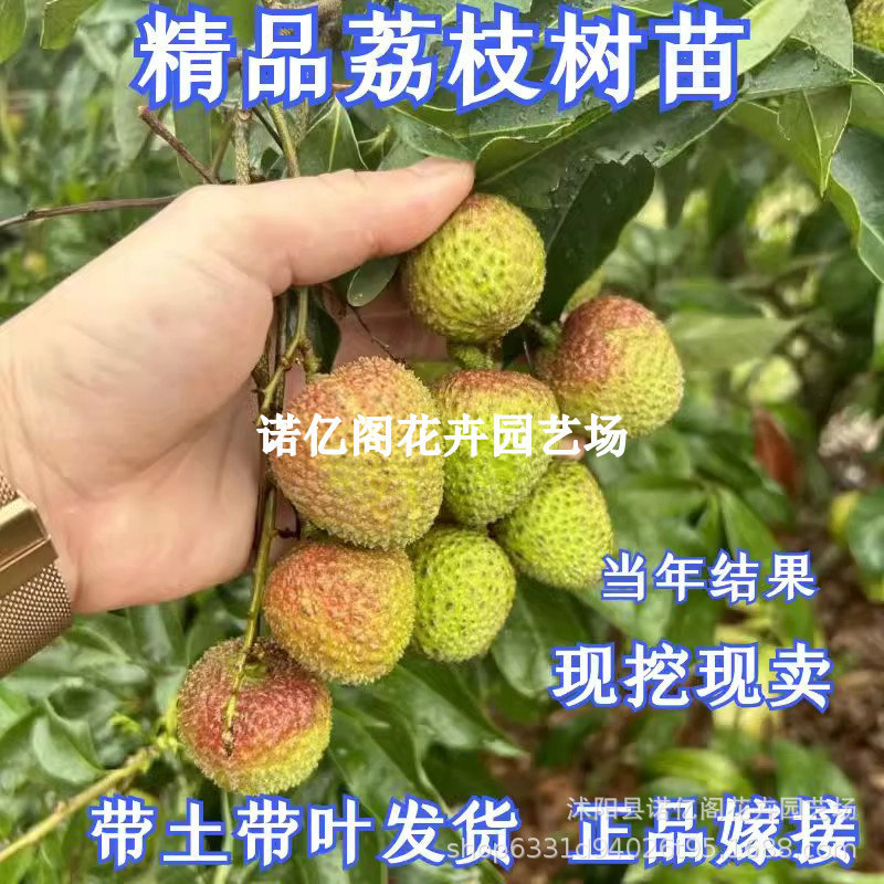 嫁接荔枝无核荔枝苗树妃子笑桂味仙进奉荔枝树苖盆栽地栽当年结果