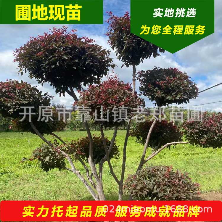 红叶李造型树北方精选彩叶造型景观树球校园市政绿化苗一站式选购