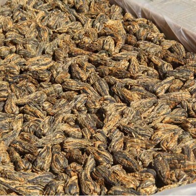 批发 云南红茶金芽 滇红宝塔 2024年早春单芽滇红茶 功夫红茶 茶