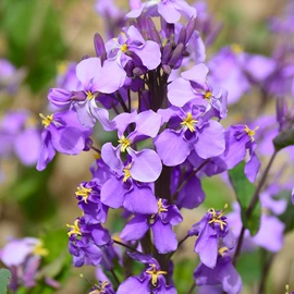 种子;一二年生花卉